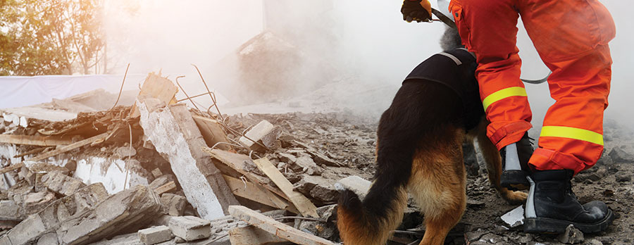 rescue dog earthquake